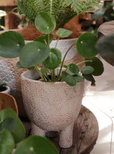 Load image into Gallery viewer, Pilea Peperomoides [sz:130mm]
