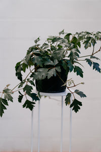 Cissus 'ellen Danica' 