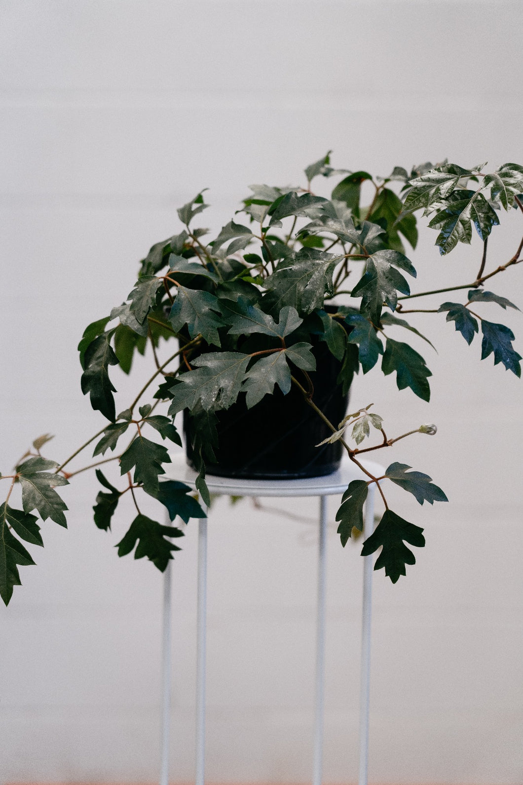 Cissus 'ellen Danica' 