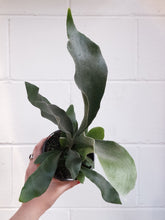Load image into Gallery viewer, Platycerium &#39;elkhorn Fern&#39; [sz:130mm]

