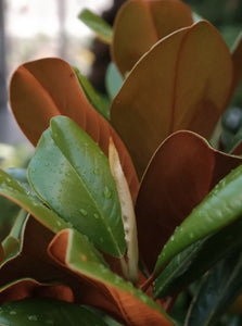 Magnolia Grandiflora 'teddy Bear'