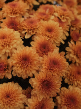 Load image into Gallery viewer, Chrysanthemum [sz:200mm   Cl:orange]
