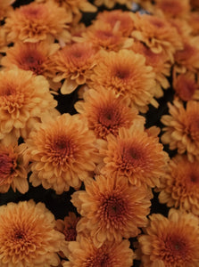 Chrysanthemum [sz:200mm   Cl:orange]