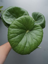 Load image into Gallery viewer, Ligularia Reniformis [sz:130mm]
