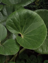 Load image into Gallery viewer, Ligularia Reniformis [sz:130mm]
