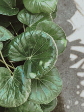 Load image into Gallery viewer, Ligularia Reniformis [sz:130mm]
