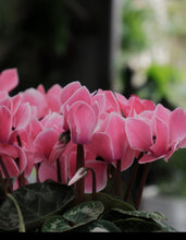 Load image into Gallery viewer, Cyclamen [sz:130mm]
