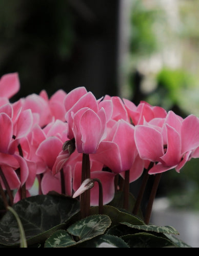 Cyclamen [sz:130mm]