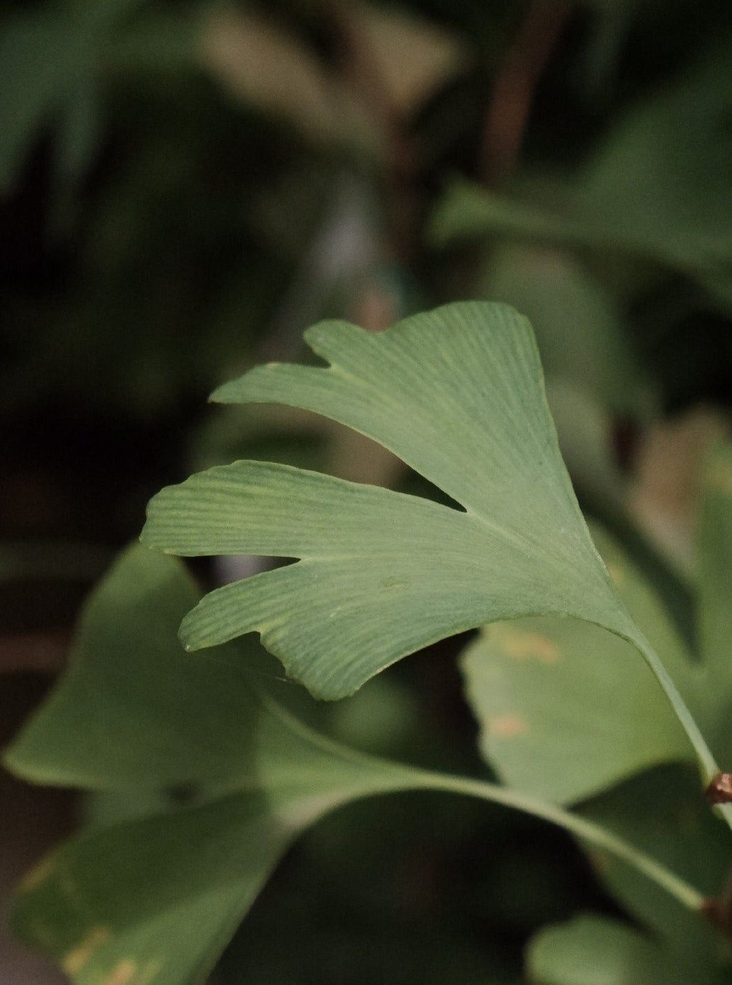 Ginko Biloba