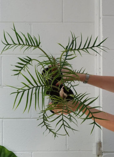 Philodendron Tortum 130mm