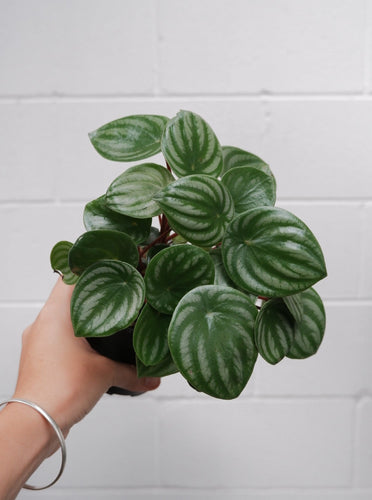 Peperomia 'watermelon' [sz:130mm]