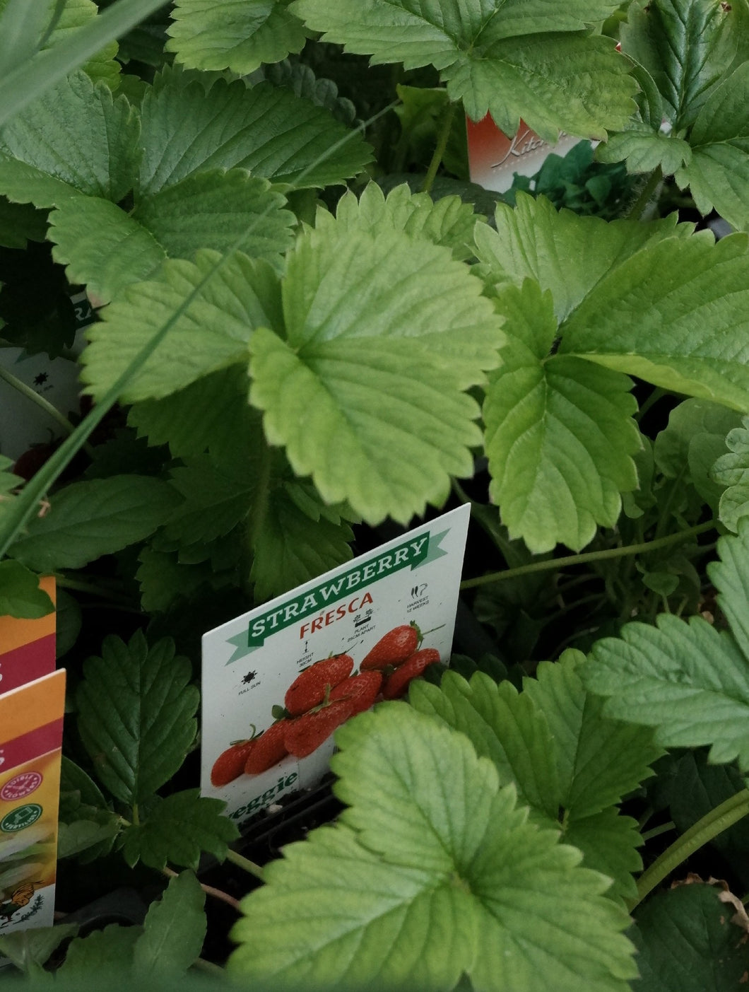 Strawberry [sz:100mm]