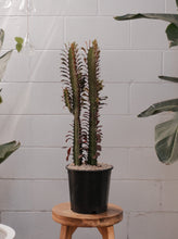 Load image into Gallery viewer, Euphorbia Trigona Red Devil 190mm
