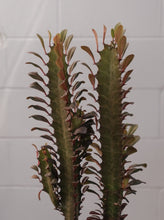 Load image into Gallery viewer, Euphorbia Trigona Red Devil 190mm
