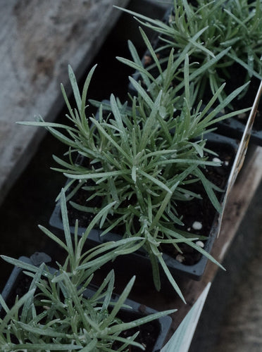 Helichrysum Itailcum [sz:100mm]