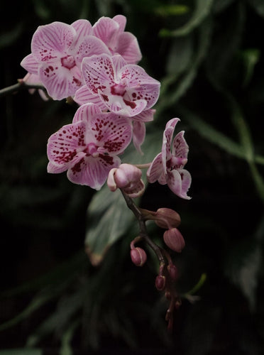 Phaleonopsis 'moth Orchid' 95mm [cl:purple Spot]