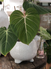 Load image into Gallery viewer, Philodendron Gloriosum 130mm
