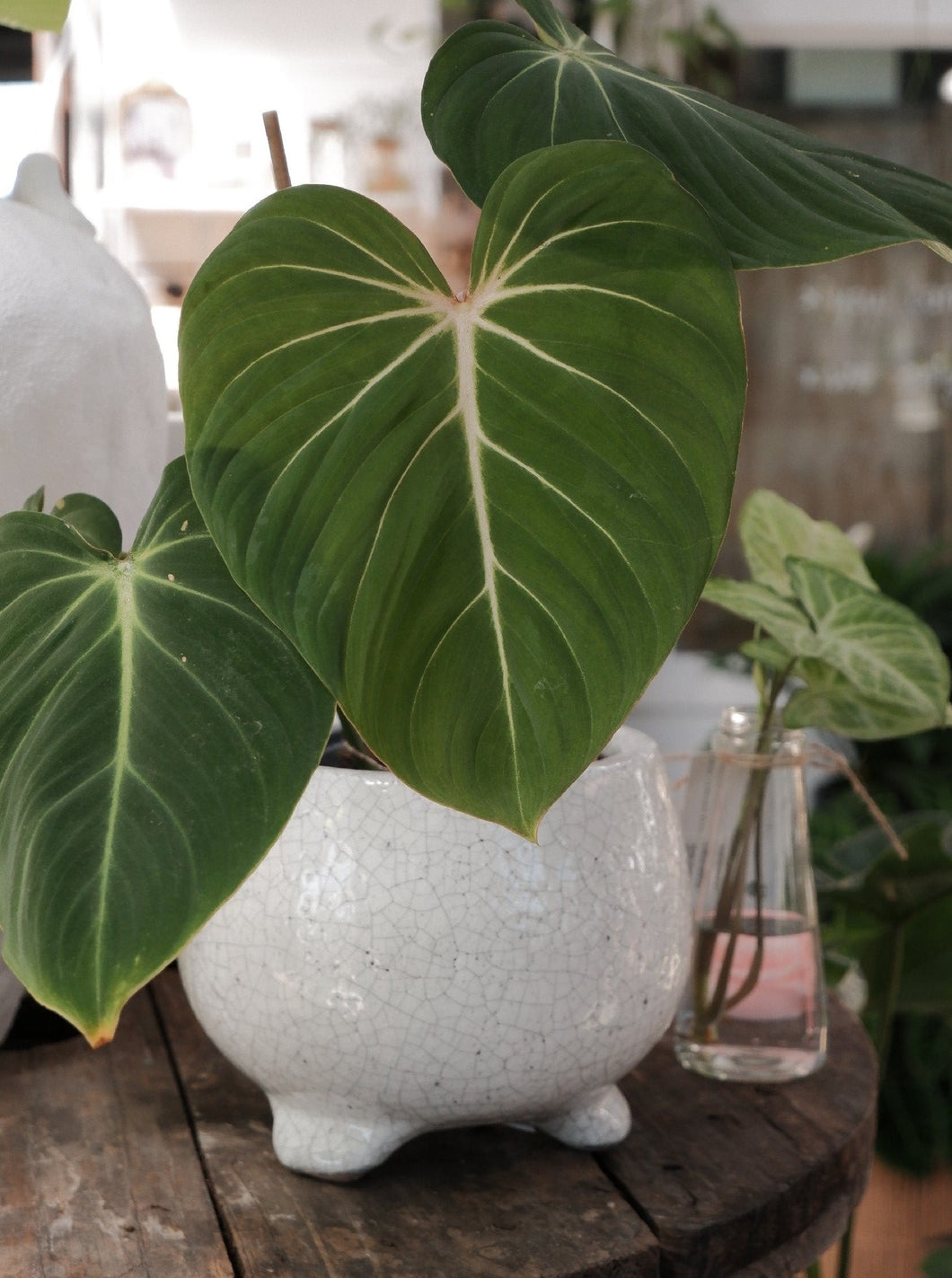 Philodendron Gloriosum 130mm