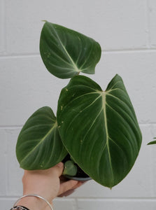 Philodendron Gloriosum 130mm