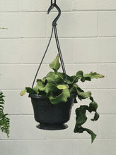 Load image into Gallery viewer, Epiphyllum &#39;curly Sue&#39; [sz:160mm]

