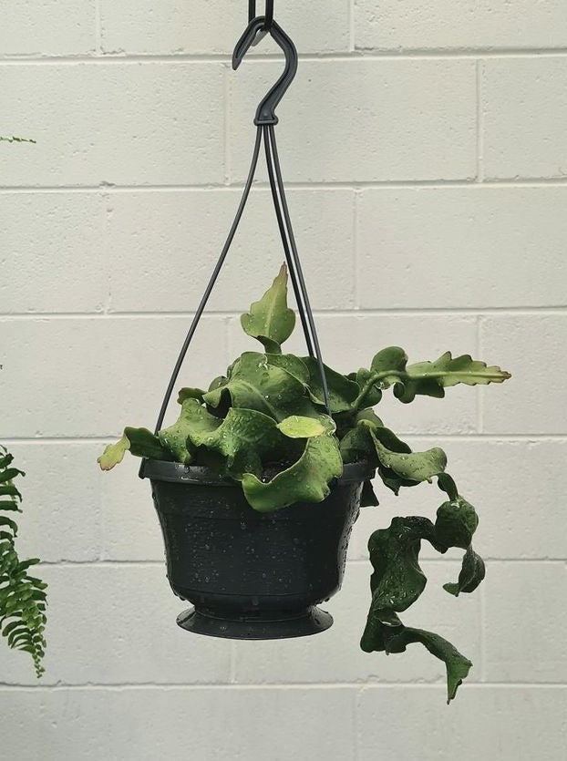 Epiphyllum 'curly Sue' [sz:160mm]