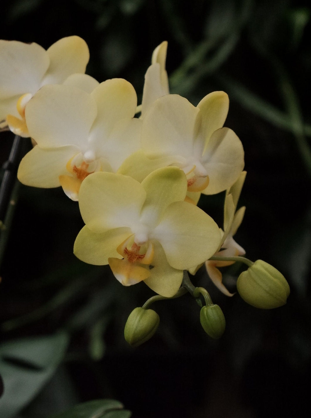 Phaleonopsis 'moth Orchid' [sz:small   Cl:yellow]