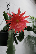 Load image into Gallery viewer, Epiphyllum &#39;showboat&#39; Hb
