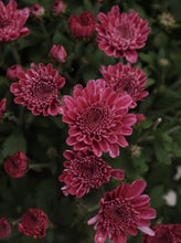 Load image into Gallery viewer, Chrysanthemum [sz:200mm   Cl:purple]
