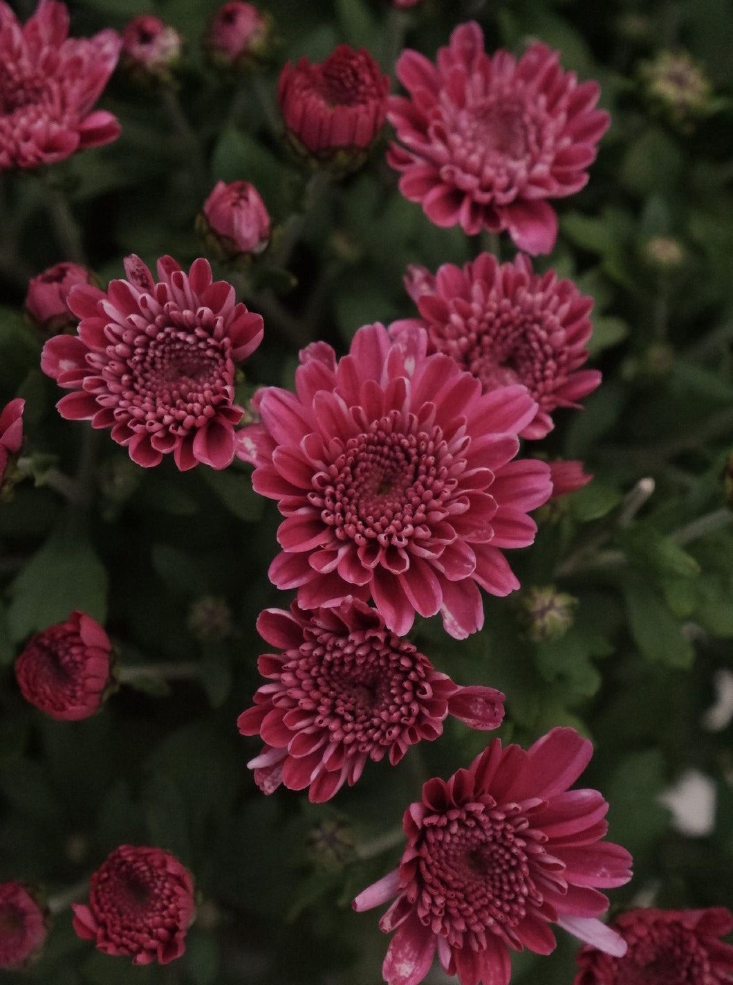 Chrysanthemum [sz:200mm   Cl:purple]