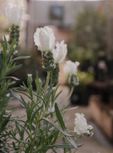 Load image into Gallery viewer, Lavender &#39;snow Princess&#39; 140mm
