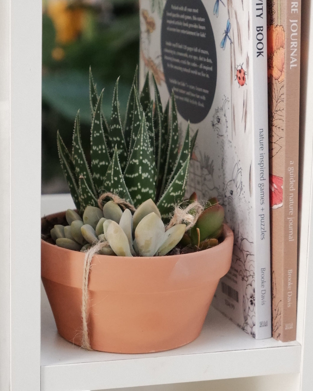 Succulent Planter