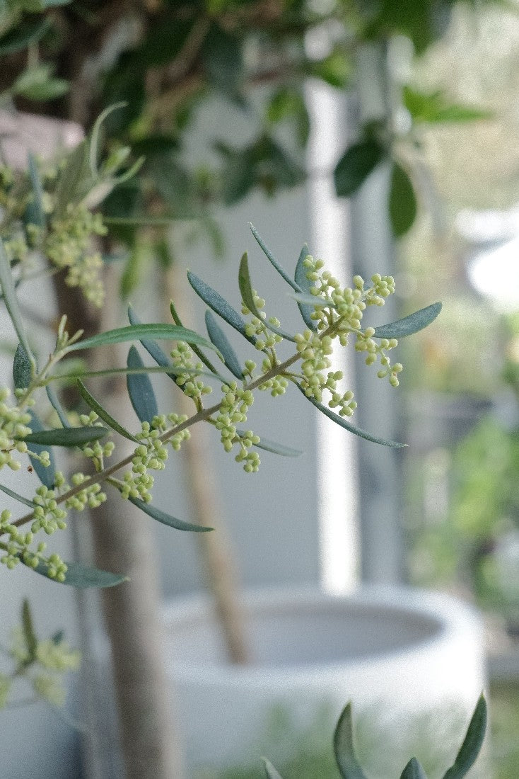 Olive Bambalina 'dwarf' [sz:140mm]