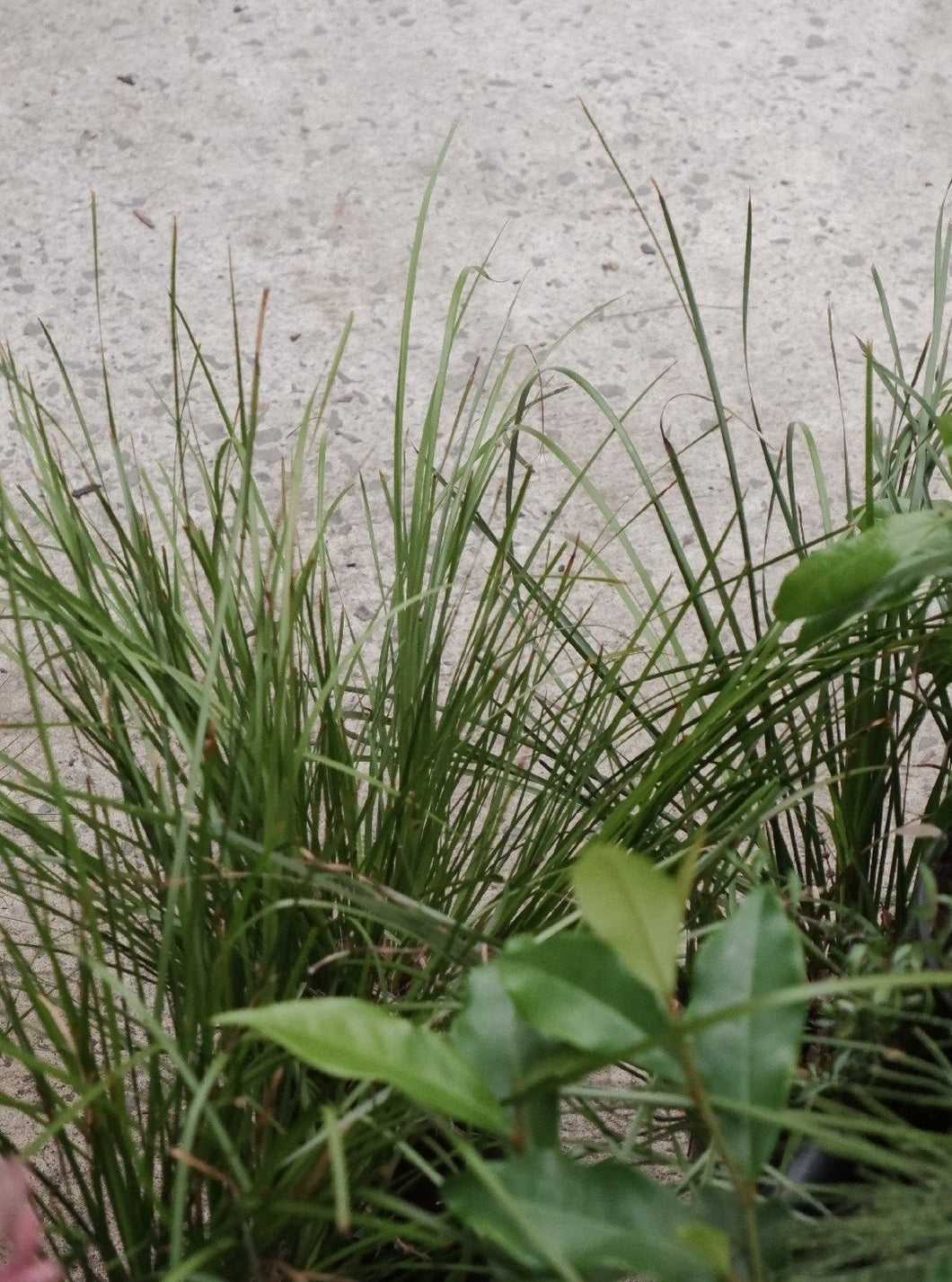 Lomandra Longifolia 'tanika'
