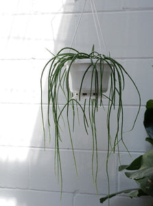 Rhipsalis Baccifera [sz:160mm]