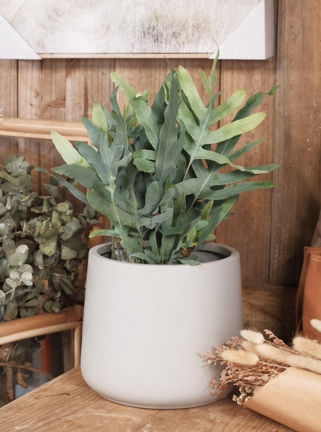 Phlebodium Aureum 'blue Star Fern' [sz:160mm]