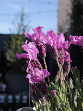 Load image into Gallery viewer, Lavender &#39;the Princess&#39; [sz:140mm]
