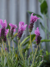 Load image into Gallery viewer, Lavender &#39;the Princess&#39; [sz:140mm]
