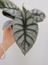 Load image into Gallery viewer, Alocasia &#39;silver Dragon&#39; [sz:120mm]

