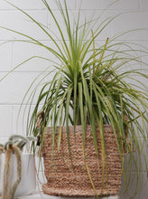 Load image into Gallery viewer, Beaucarnea Recurvata &#39;ponytail Palm&#39; [sz:300mm]
