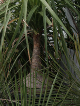 Load image into Gallery viewer, Beaucarnea Recurvata &#39;ponytail Palm&#39; [sz:300mm]
