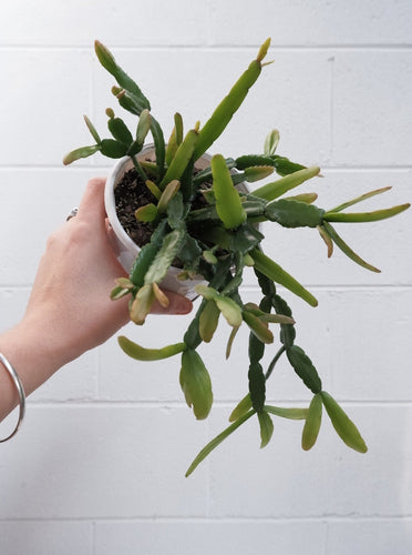 Rhipsalis Micrantha [sz:130mm]