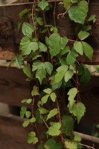 Parthenocissus Tricuspidata 'boston Ivy'