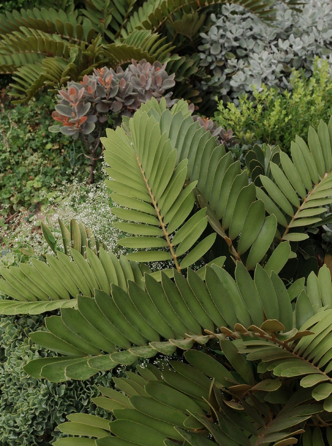 Zamia Furfuracea [sz:200mm]