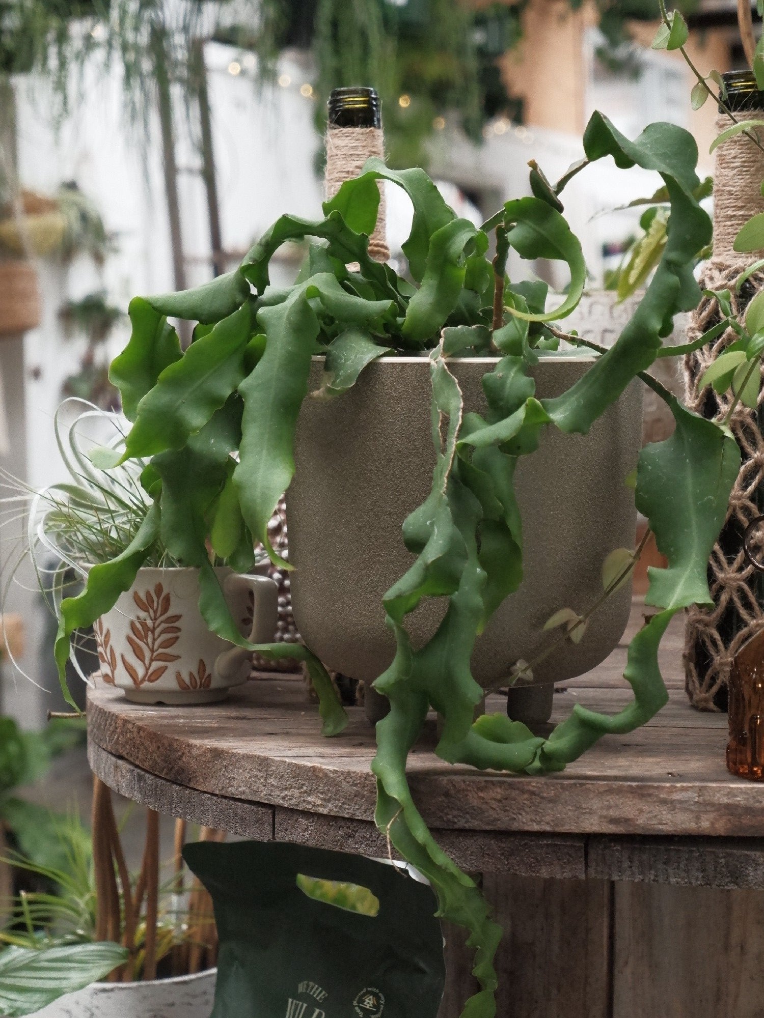 curly sue succulent Epiphyllum 'curly Sue' – Botanica Lane