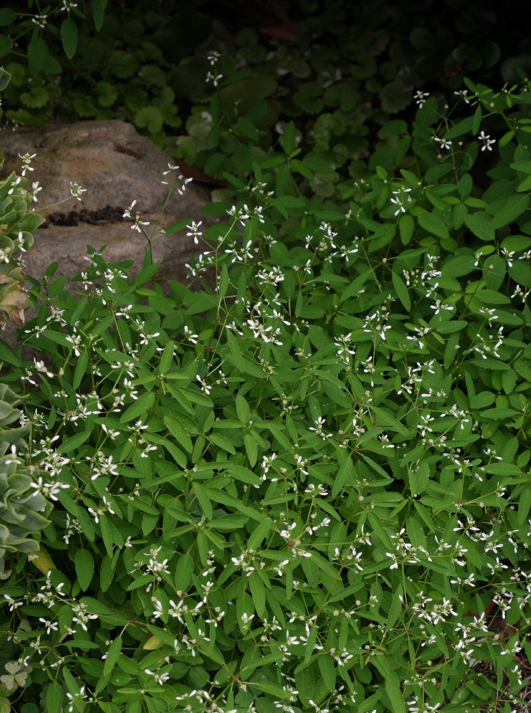 Euphorbia Stardust [sz:140mm]