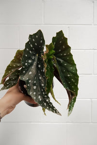 Begonia Maculata