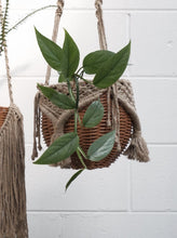 Load image into Gallery viewer, Epipremnum &#39;cebu Blue&#39; [sz:130mm]
