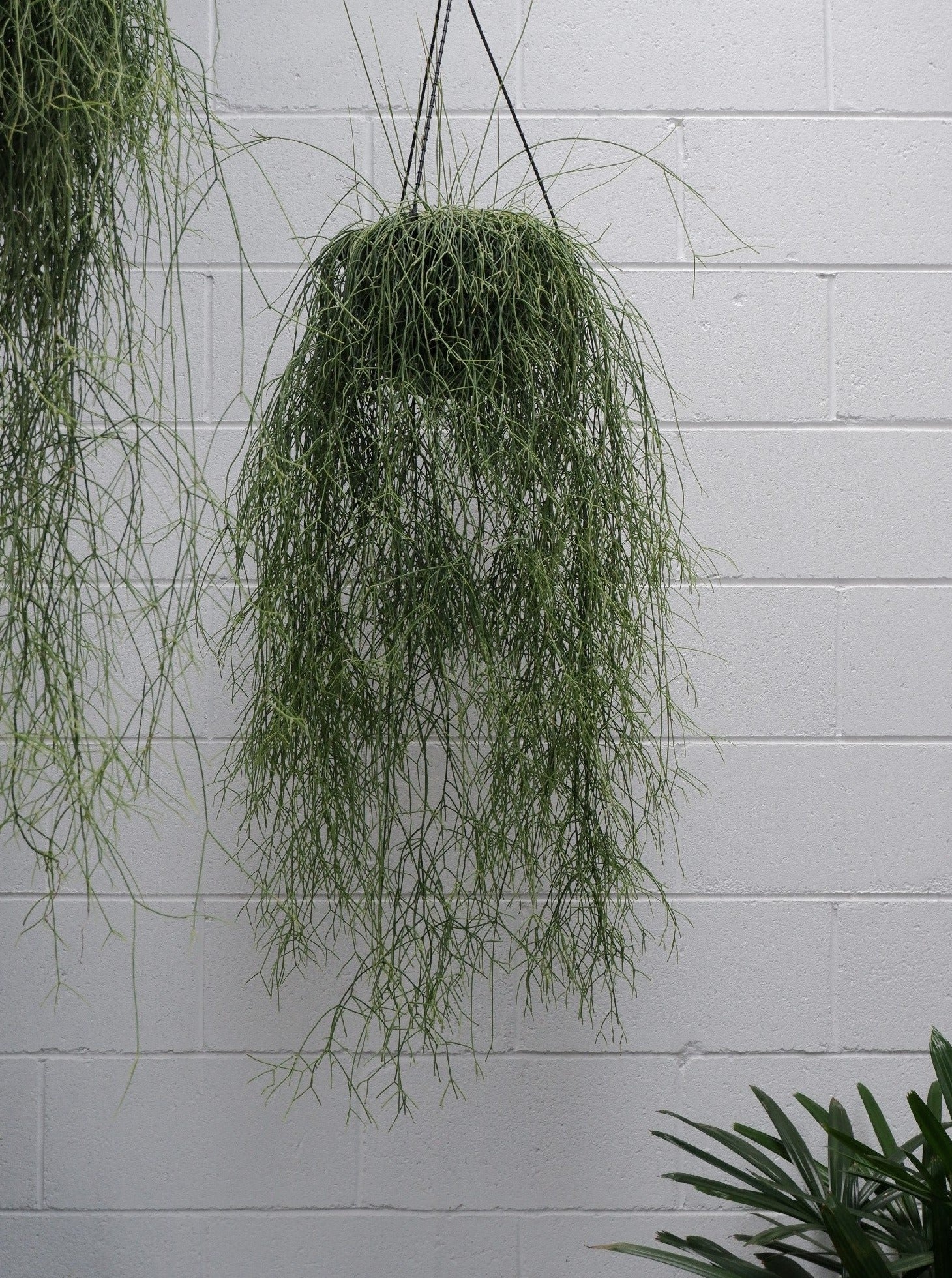 rhipsalis hanging plant Rhipsalis Campos Portoana