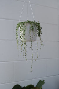 Senecio 'string Of Pearls'