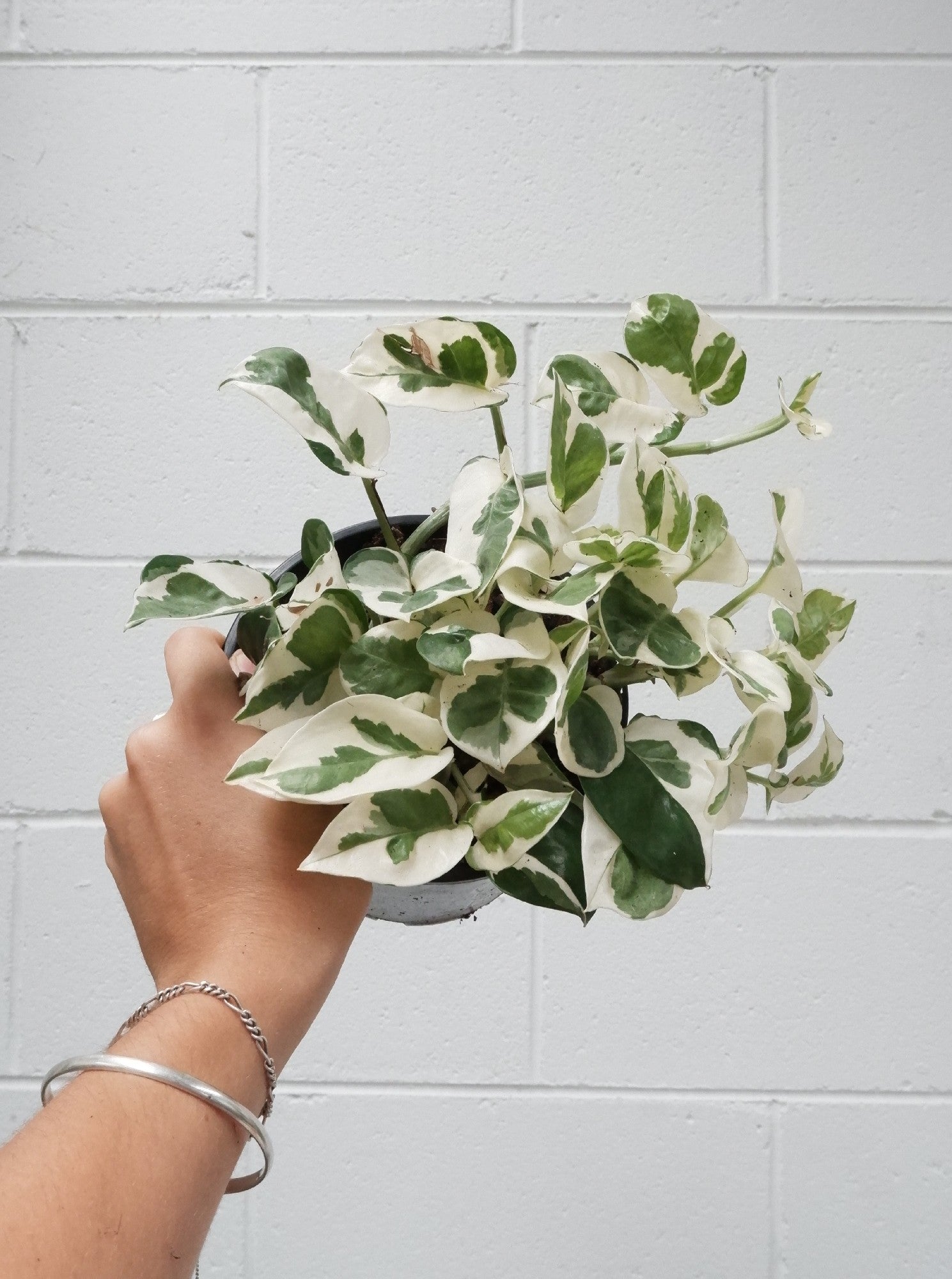 snow queen hanging plant Epipremnum 'snow Queen' – Botanica Lane